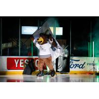 Utah Grizzlies mascot Grizzbee leads the team on to the ice