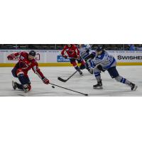 South Carolina Stingrays battle the Jacksonville IceMen