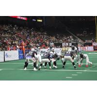 Jacksonville Sharks in action