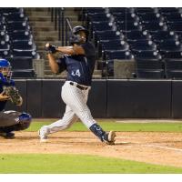 Tampa Tarpons' Daury Arias in action