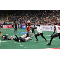 Jacksonville Sharks slice through the Orlando Predators defense