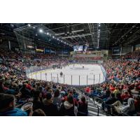 A home crowd watches the Rockford IceHogs