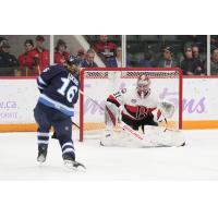 Manitoba Moose' Chaz Lucius battles Belleville Senators' Kevin Mandolese