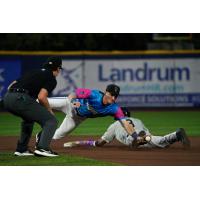 Pensacola Blue Wahoos dive for a catch and tag attempt