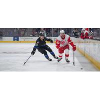 Grand Rapids Griffins right wing Carter Mazur (right)