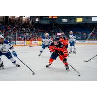 Flint Firebirds' Hayden Reid in action