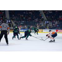 Florida Everblades battle the Greenville Swamp Rabbits