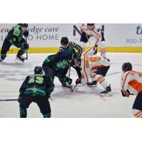 Greenville Swamp Rabbits battle the Florida Everblades