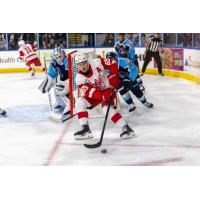 Grand Rapids Griffins' Dominik Shine in action