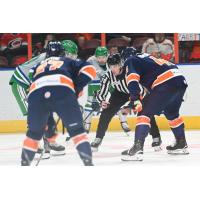 Greenville Swamp Rabbits face off with the Florida Everblades