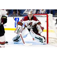 Tucson Roadrunners goaltender Matthew Villalta