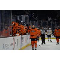 Greenville Swamp Rabbits on game night