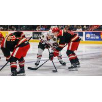 Grand Rapids Griffins left wing Alex Doucet (right) in the faceoff circle
