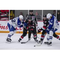 Belleville Senators fight for the puck vs. the Syracuse Crunch